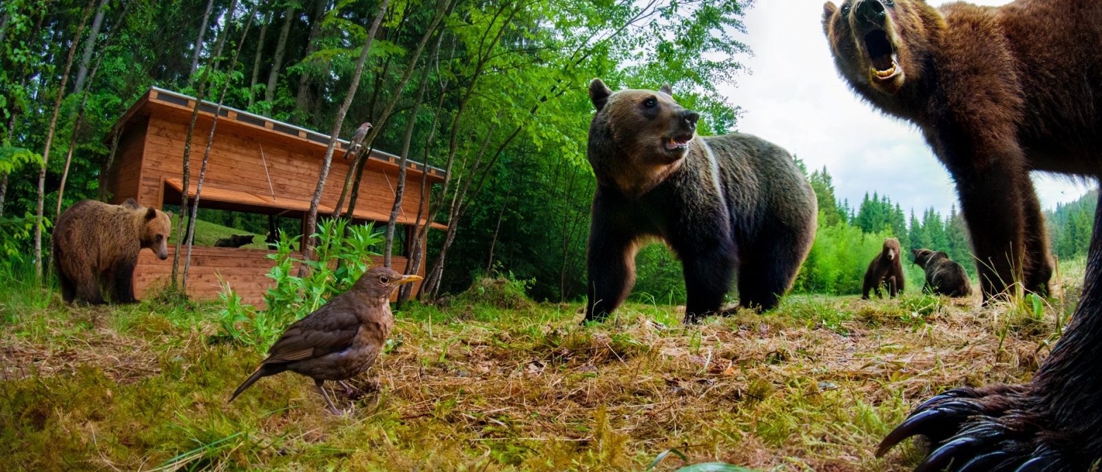 Medveles Tusnádfürdőn